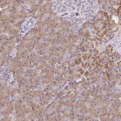 MED19 Antibody, Novus Biologicals 0.1mL; Unlabeled:Antibodies, Polyclonal